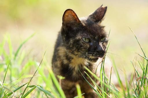 野良猫の顔 野良猫の顔の写真