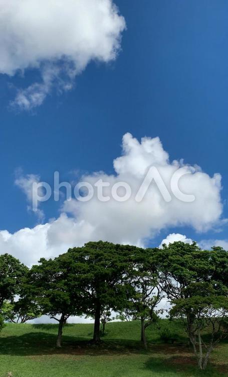 緑と青と 空,木,晴れの写真素材