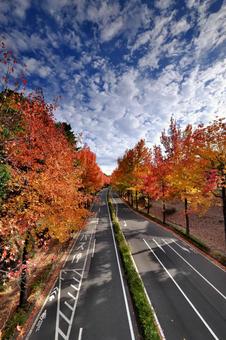 モミジバフウの並木道① 紅葉,黄葉,モミジバフウの写真素材