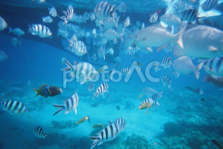 小笠原諸島の海 シュノーケリング,シュノーケル,ダイビングの写真素材