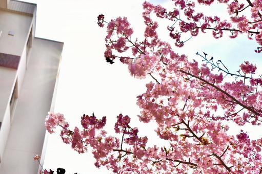 桜 桜の写真