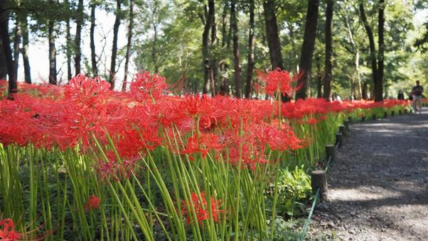 巾着田曼珠沙華公園・彼岸花の群生・日高市 巾着田曼珠沙華公園・彼岸花の群生・日高市の写真