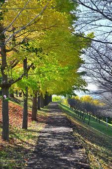 イチョウ並木 イチョウ並木,イチョウ,銀杏の写真素材