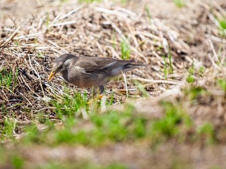 地面を歩くムクドリ 地面を歩くムクドリの写真