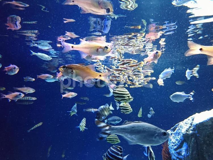 水面下の魚の群れ 魚,水中,水族館の写真素材