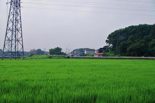 水田のある夏の田舎の風景 水田のある夏の田舎の風景の写真