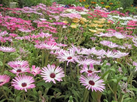 Photo, livingston daisy, blooming landscape, a flower, 