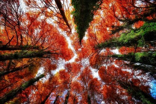 メセタの杜（福岡県築上郡築上町） メタセコイア,メセタの杜,秋の写真素材