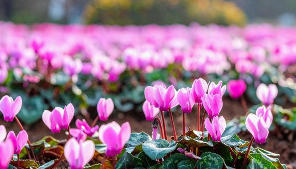 シクラメンの花 シクラメンの花の写真