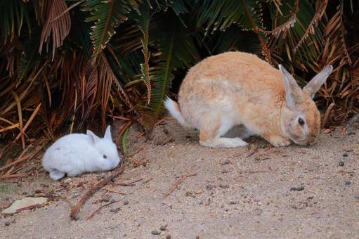 木の下に棲むウサギの親子 木の下に棲むウサギの親子 ウサギ,うさぎ,兎の写真素材