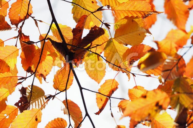 オレンジに染まった木の葉 紅葉,葉,秋の写真素材