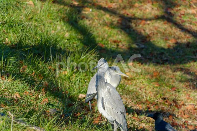 日差しの中で佇むアオサギの幼鳥たち アオサギ,鳥,野鳥の写真素材