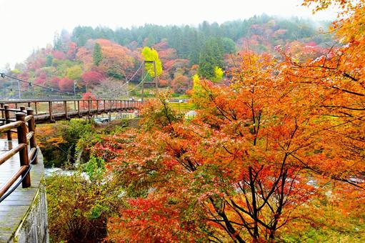 美しい大井平公園の紅葉風景 美しい大井平公園の紅葉風景 色鮮やか,大井平公園,紅葉の写真素材