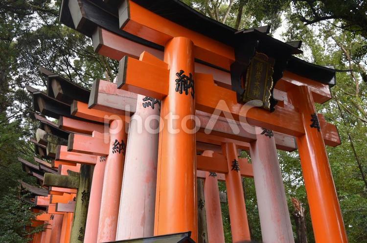 伏見稲荷 伏見稲荷,鳥居,稲荷の写真素材