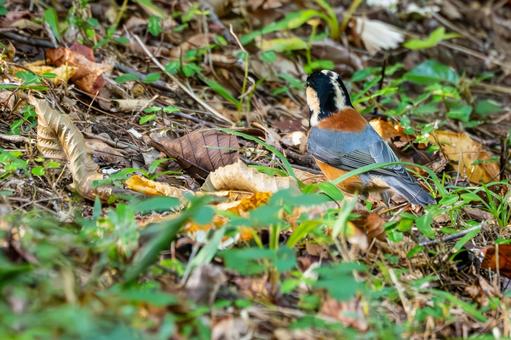 ヤマガラ(69)の写真