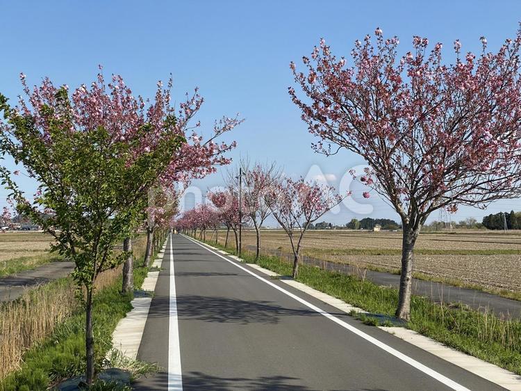 りんりんロード自転車道の八重桜 八重桜,自転車道,りんりんロードの写真素材