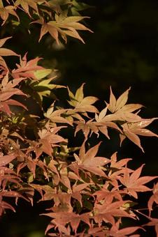 紅葉 植物,季節,紅葉の写真素材