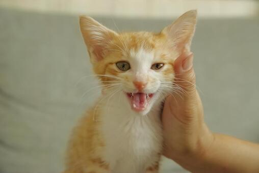 甘えるような表示の茶トラの子猫 子猫,猫,茶トラの写真素材