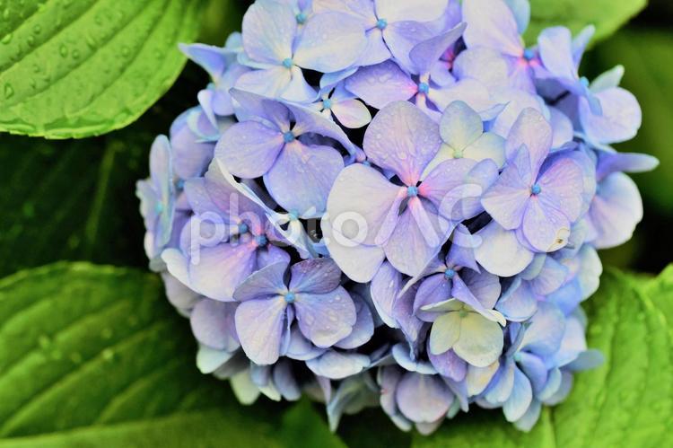 雨粒をまとった紫陽花 あじさい,紫陽花,アジサイの写真素材