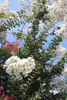 Photo, summer, crisp berry, flower, 