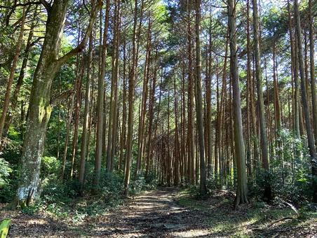 スギ林と登山道 スギ,屋外,庭の写真素材