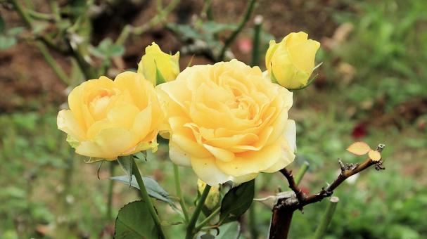 河津バカテル公園　秋バラ 薔薇,秋,花の写真素材