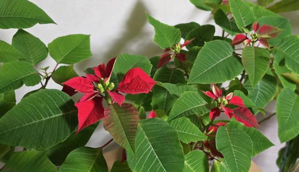 赤くなり切れなかったポインセチア 赤くなり切れなかったポインセチア ポインセチア,植物,葉の写真素材