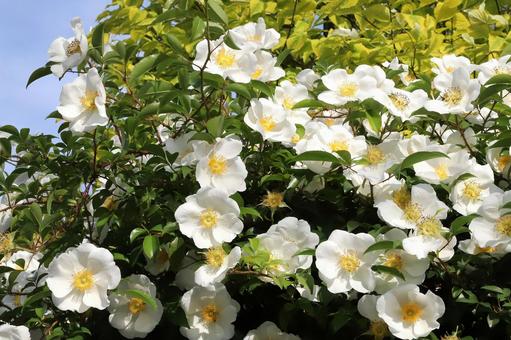 ナニワイバラ ナニワイバラの写真