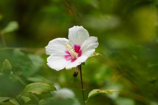 雨上がりに濡れた白いムクゲの花 雨上がりに濡れた白いムクゲの花の写真