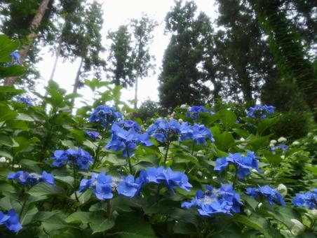 Photo, hydrangea, blue hydrangea, shimonita hydrangea garden, 