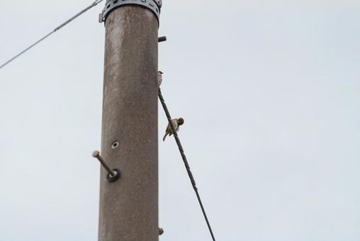 Sparrows resting in the shade of a utility pole, JPG Sparrows resting in the shade of a utility pole, JPG