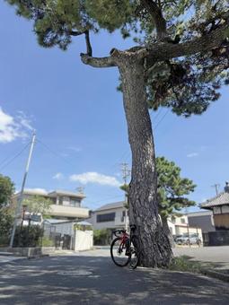 四日市富田の残り松 残り松,富田浜海水浴場,松の写真素材