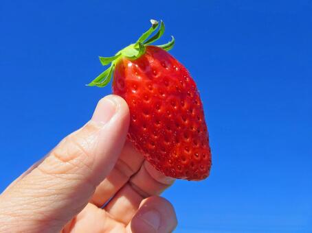 いちご狩り いちご狩り,いちご,ストロベリーの写真素材