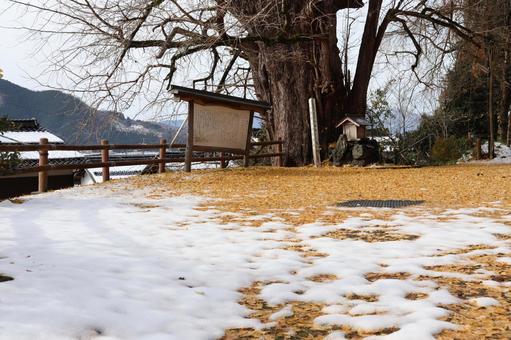 銀杏の落葉に白雪が鮮やかな仁王堂 雪,白雪,積雪の写真素材