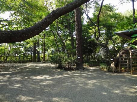 牧野記念庭園の広場 牧野記念庭園の広場 牧野記念庭園,広場,木々の写真素材