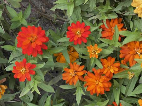 東京11月：ジニアの花 2025 花,ジニア,百日草の写真素材