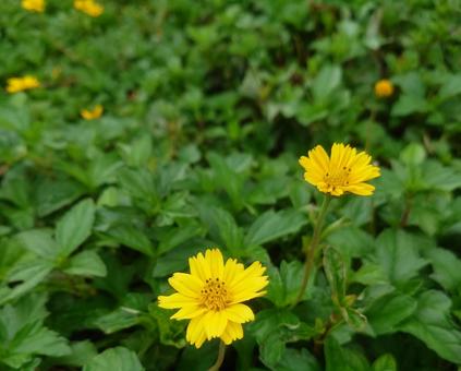花 花の写真