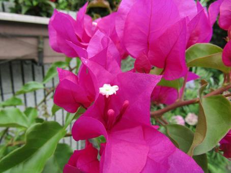 ブーゲンビリア ブーゲンビリアの写真