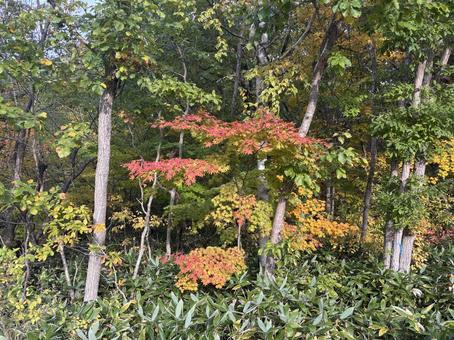Photo, autumn leaves, maple, autumn, 