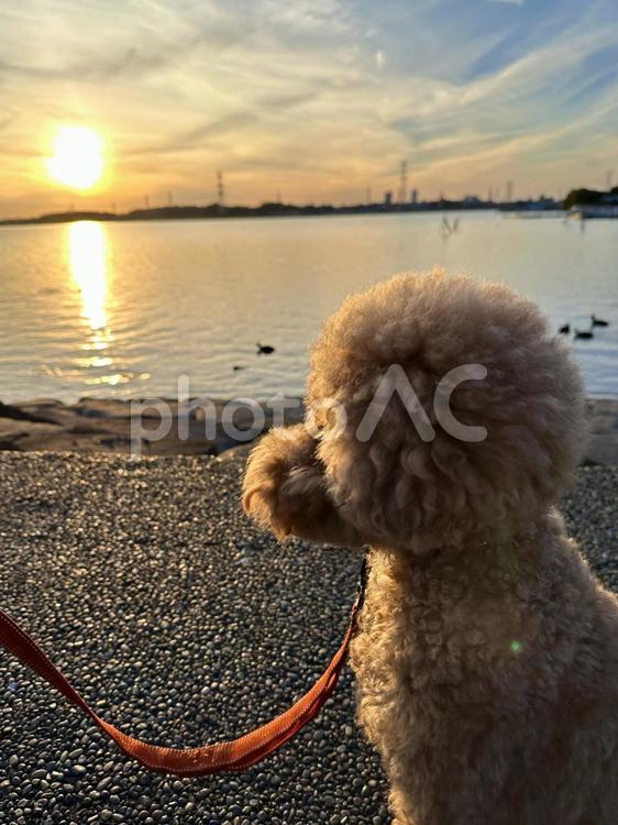 ぬいぐるみだったかな？ トイプードル,プードル,犬の写真素材