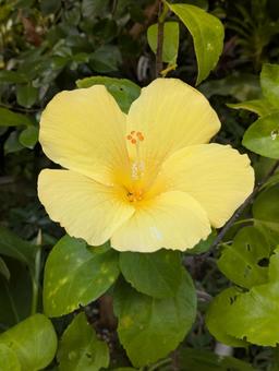 黄色ハイビスカス ハイビスカス,黄色,花の写真素材