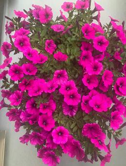 夏の花 夏の花の写真