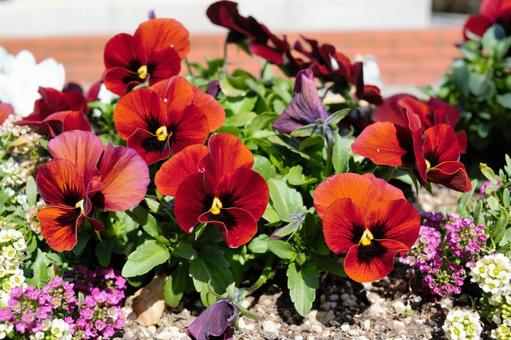 パンジーの花 パンジーの花の写真