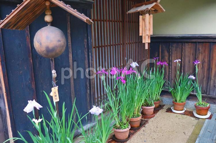 石谷家の菖蒲 菖蒲,あやめ,植木鉢の写真素材