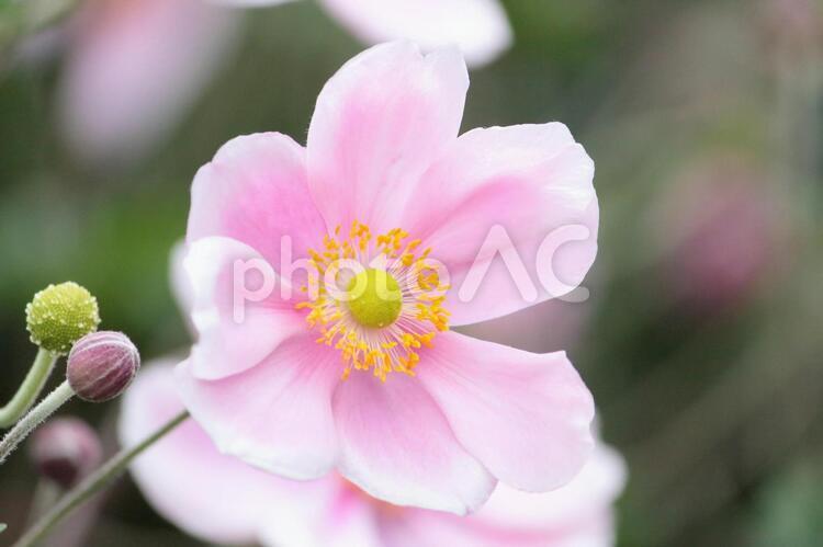 シュウメイギク シュウメイギク,秋明菊,秋の写真素材