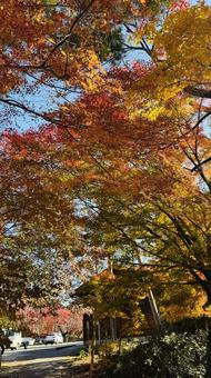絶景な秋の紅葉 絶景な秋の紅葉 秋,紅葉,秋の紅葉の写真素材