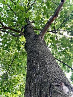 Trees, JPG Trees, JPG