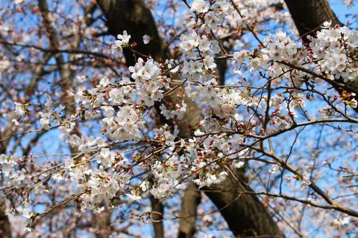 ソメイヨシノ開花 ソメイヨシノ開花の写真