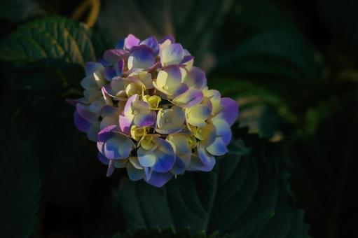紫陽花 紫陽花の写真