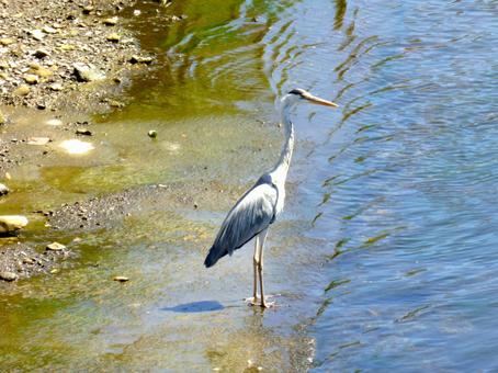 河岸から川面を見つめるアオサギの写真